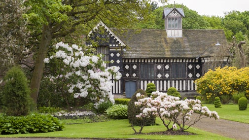 White blossom trees standing in front of a black-and-white Tudor house.